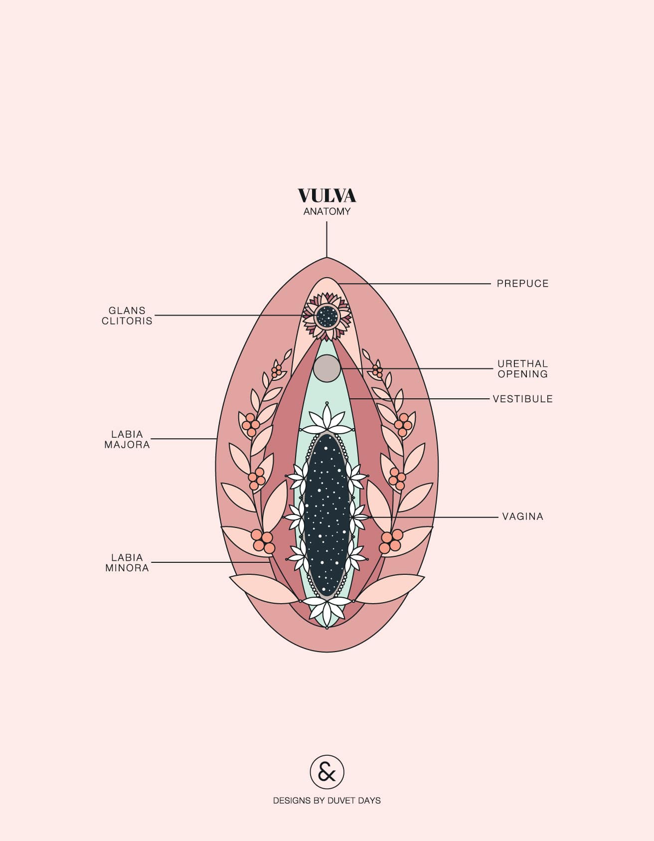 Anatomy Of The Vagina 8