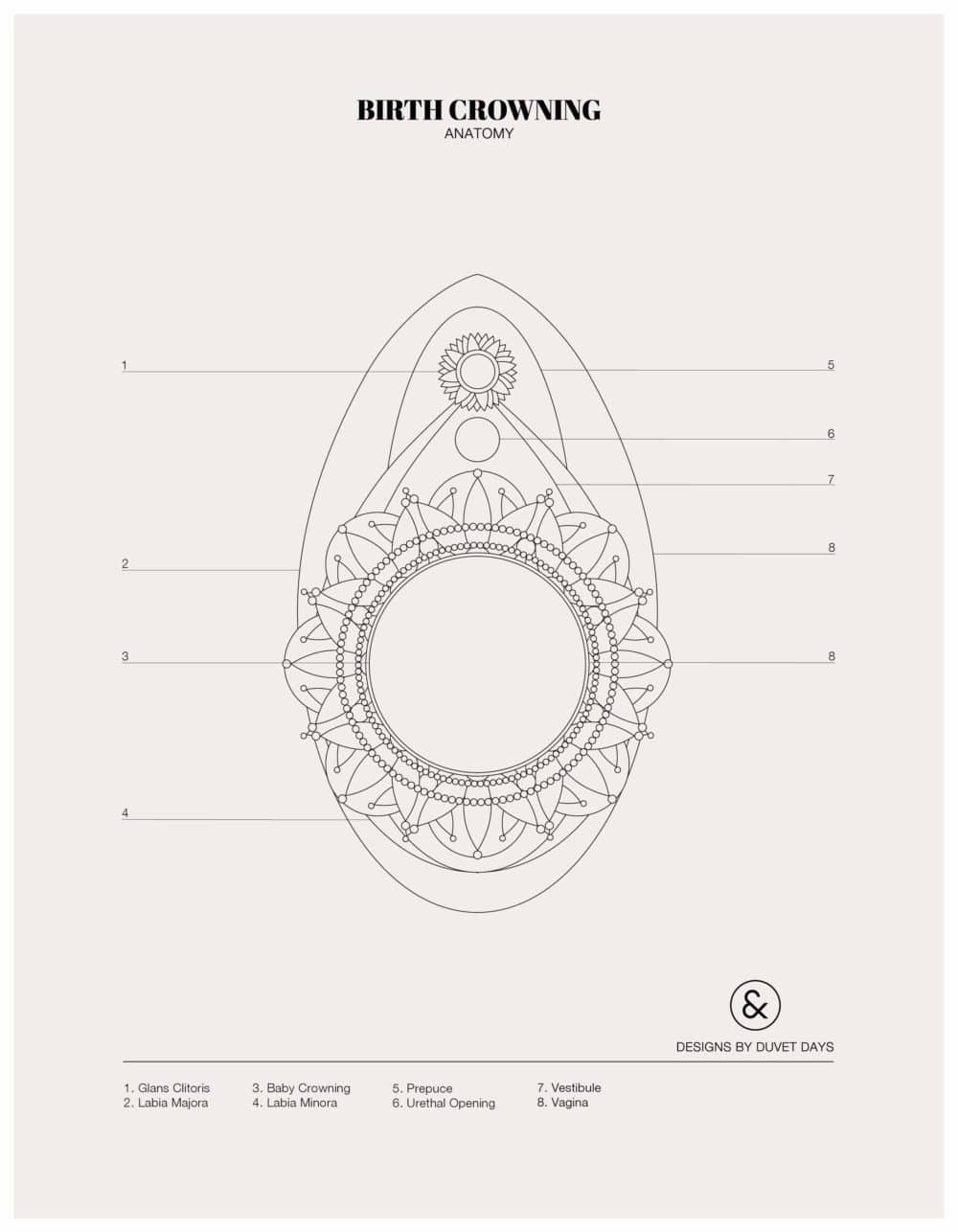 Designs By Duvet Days_8.5x11_Birth Crowning_Colouring Sheet_Preview