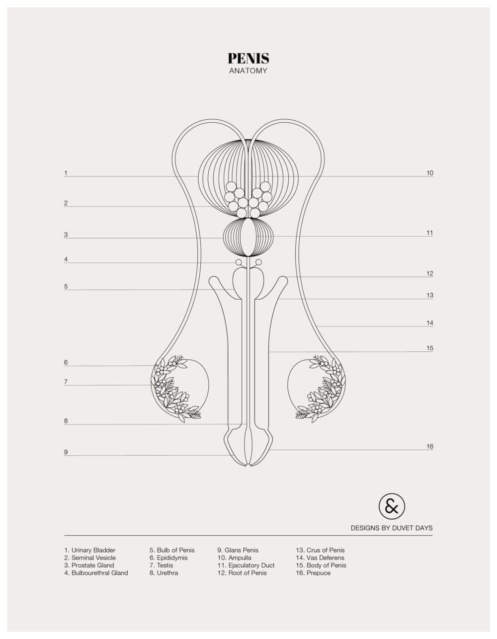 Designs By Duvet Days_8.5x11_Penis_Colouring Sheet_Preview