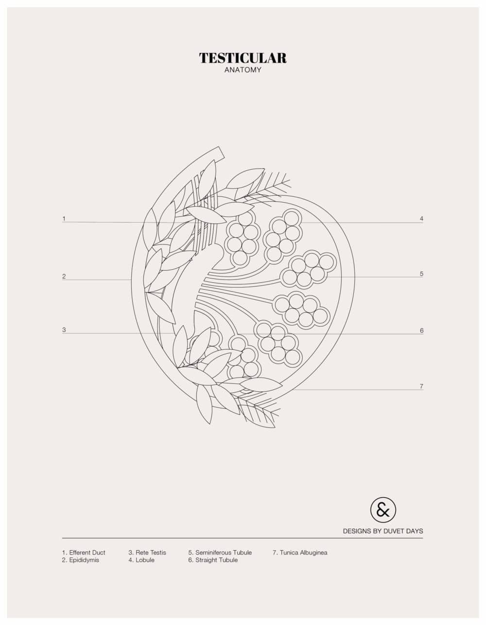 Designs By Duvet Days_8.5x11_Testicular_Colouring Sheet_Preview