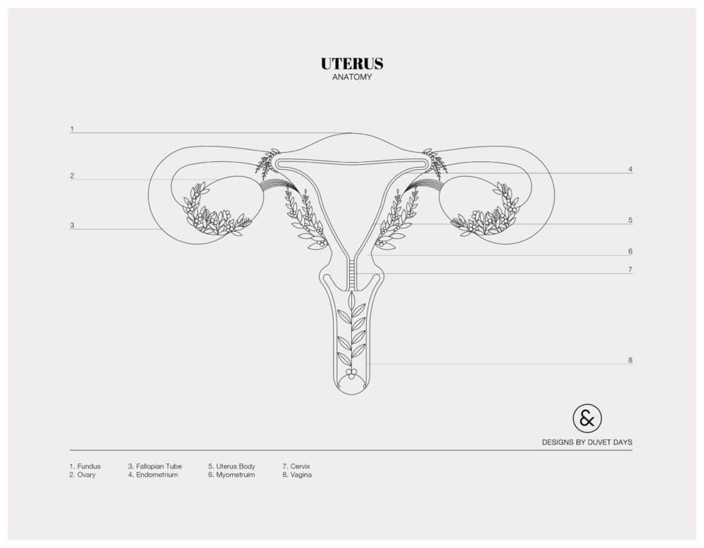 Designs By Duvet Days_8.5x11_Uterus_Colouring Sheet_Preview
