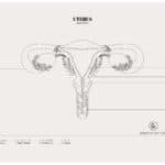 Designs By Duvet Days_8.5x11_Uterus_Colouring Sheet_Preview