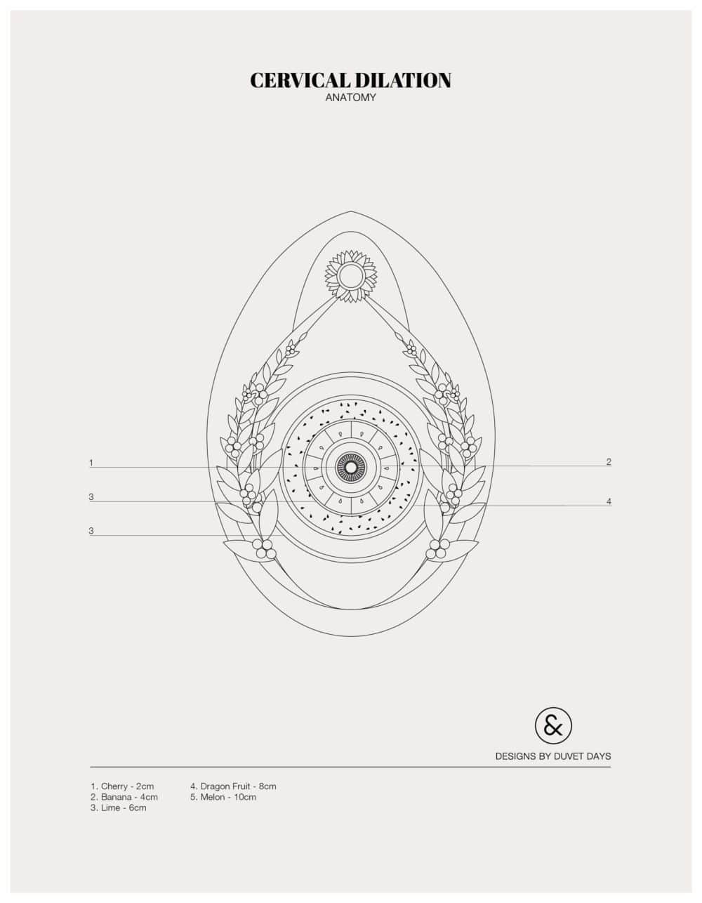Designs By Duvet Days_8.5x11_Cervical Dilation_Colouring Sheet_Preview