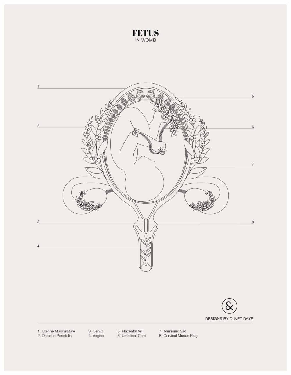 Designs By Duvet Days_8.5x11_Fetus in Womb_Colouring Sheet_Preview