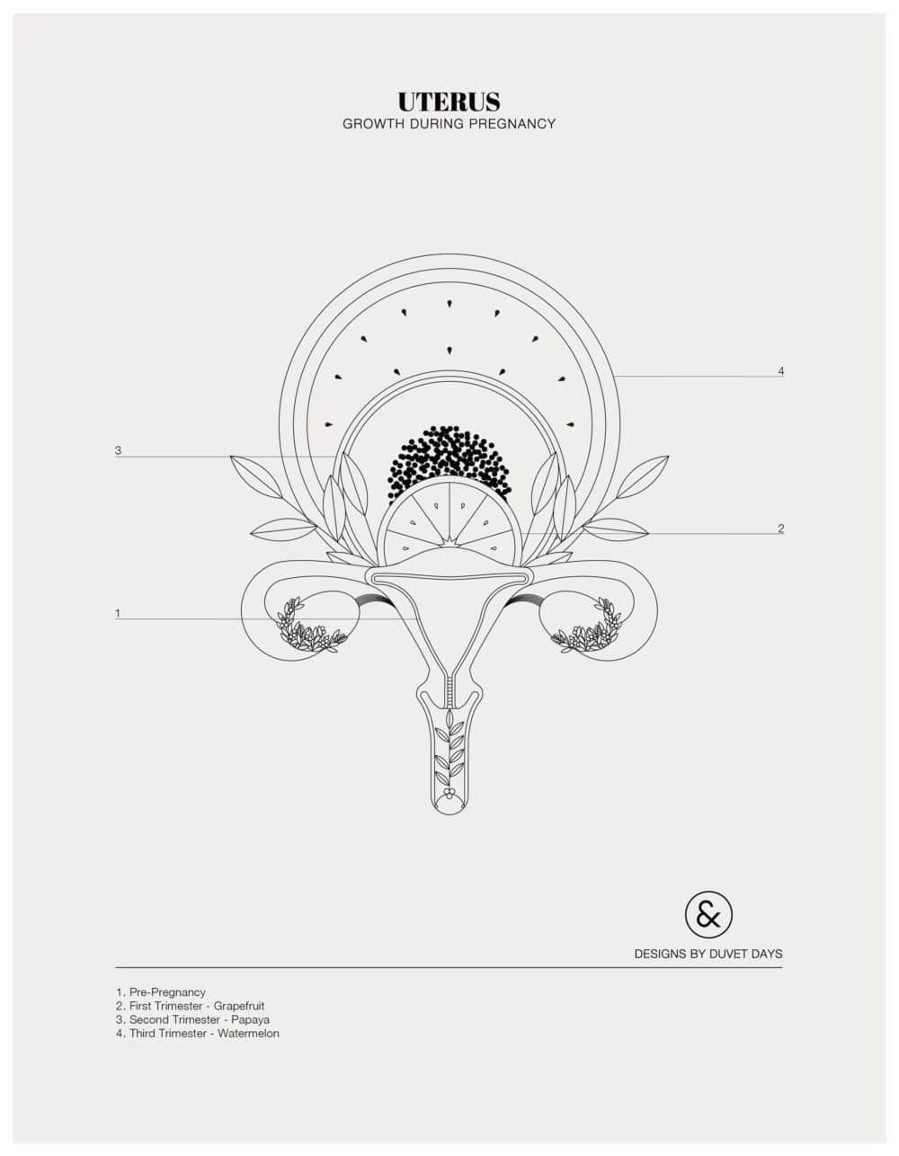 Designs By Duvet Days_8.5x11_Uterus Growth during Pregnancy_Colouring Sheet_Preview
