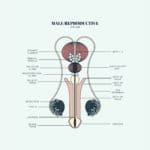 Duvet Days_Anatomy Illustrations_8.5x11_Male Reproductive System_Preview-01