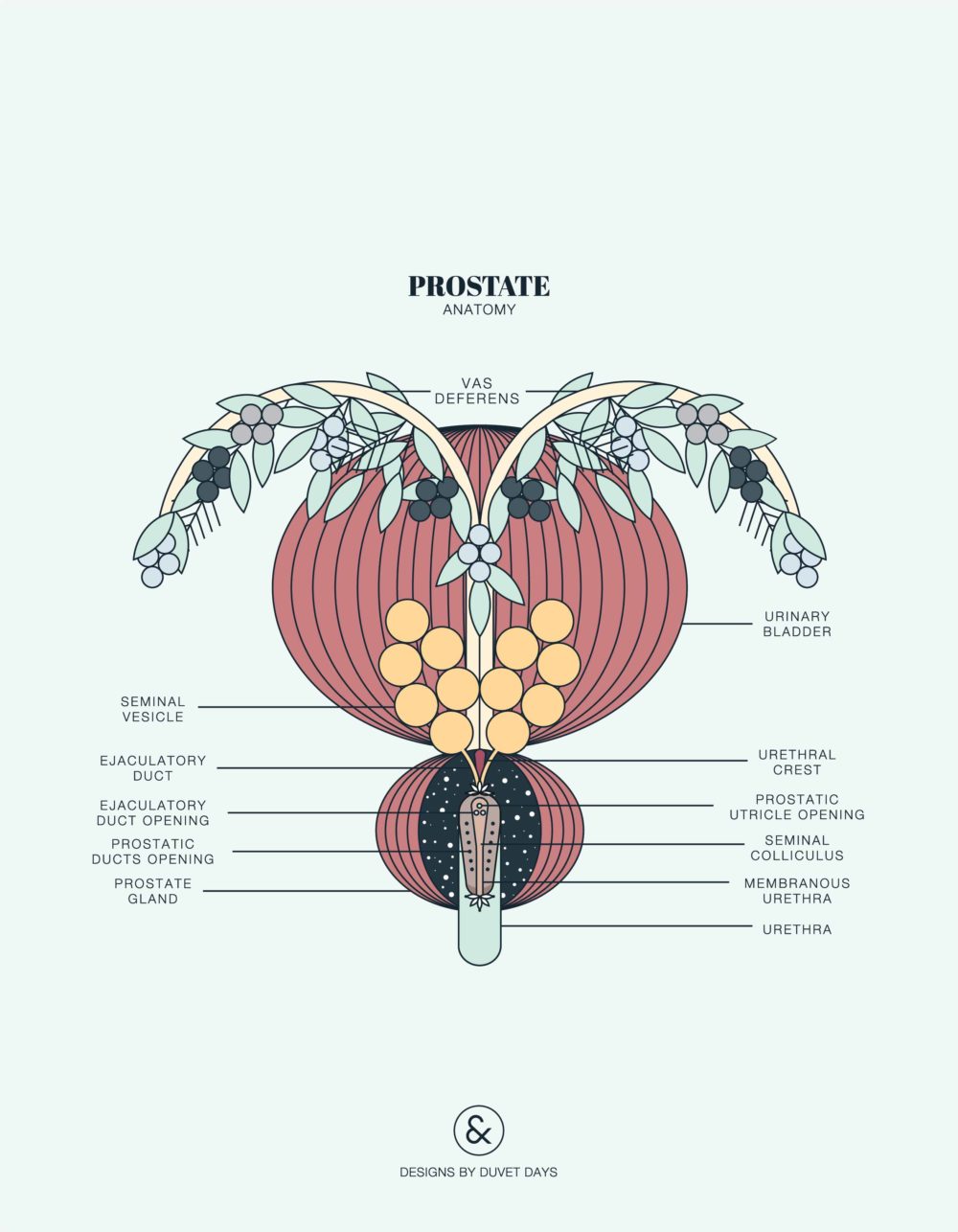 Duvet Days_Anatomy Illustrations_8.5x11_Prostate_Preview-01