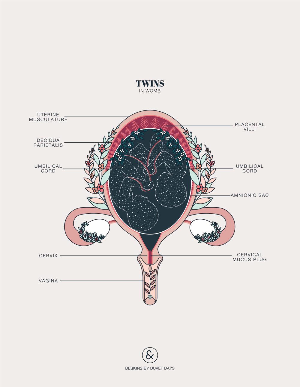 Duvet Days_Anatomy Illustrations_8.5x11_Twins in Womb_Preview-01