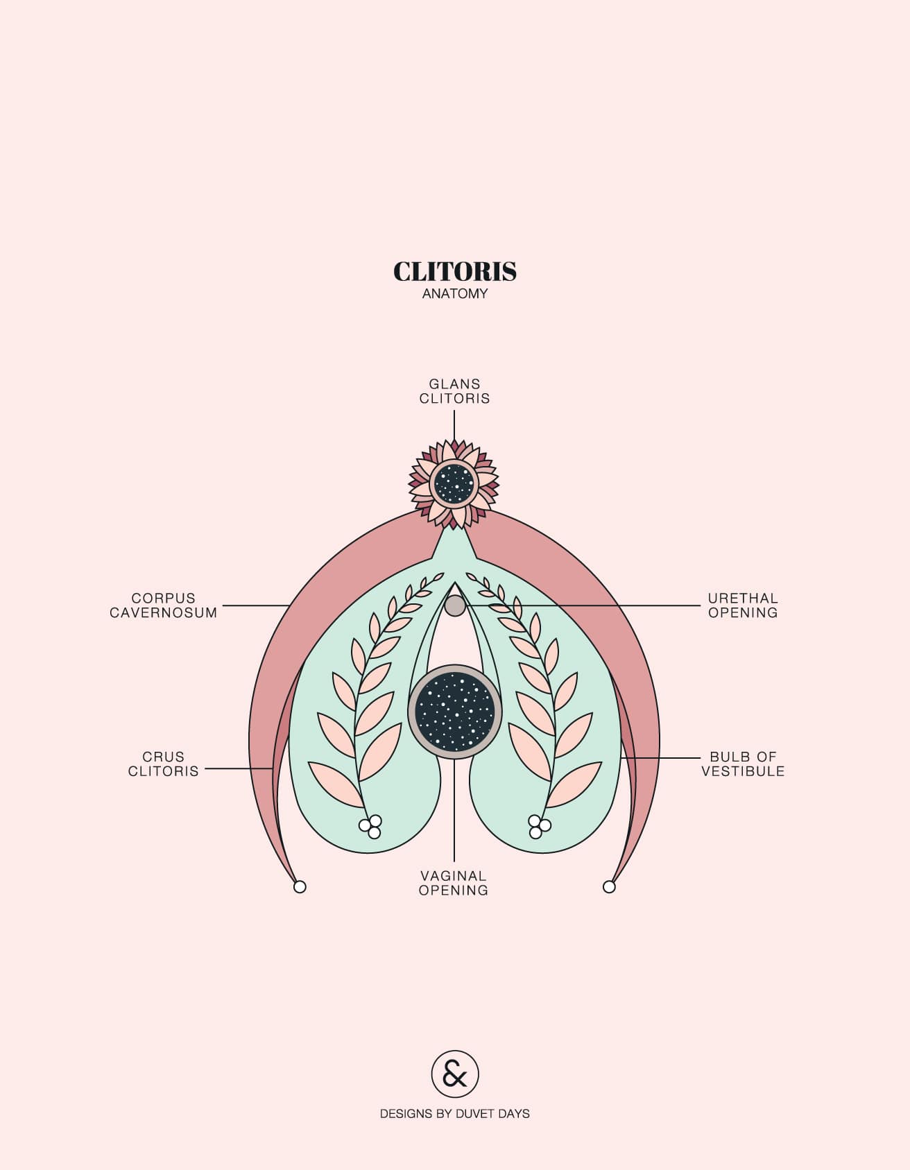 Clitoris Anatomy - Designs by Duvet Days Anatomy Illustrations