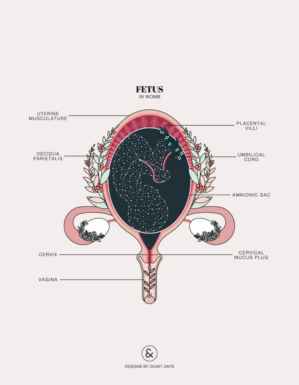 Duvet Days_Anatomy Illustrations_Fetus In Womb