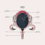 Duvet Days_Anatomy Illustrations_Fetus In Womb
