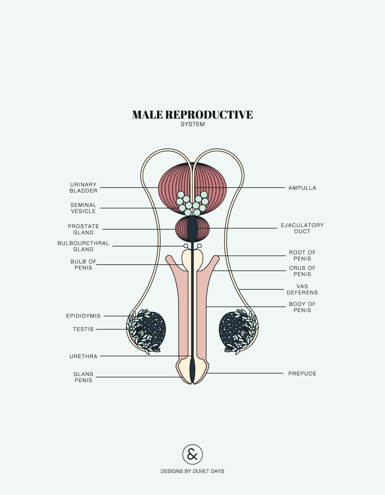 Structure Of The Reproductive System Of A Male Rabbit