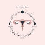 Duvet Days_Anatomy Illustrations_Menstrual Cycle