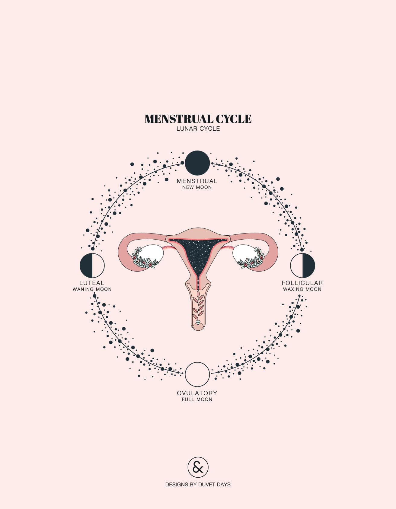 Menstrual/Lunar Cycle - Designs by Duvet Days Anatomy Illustrations