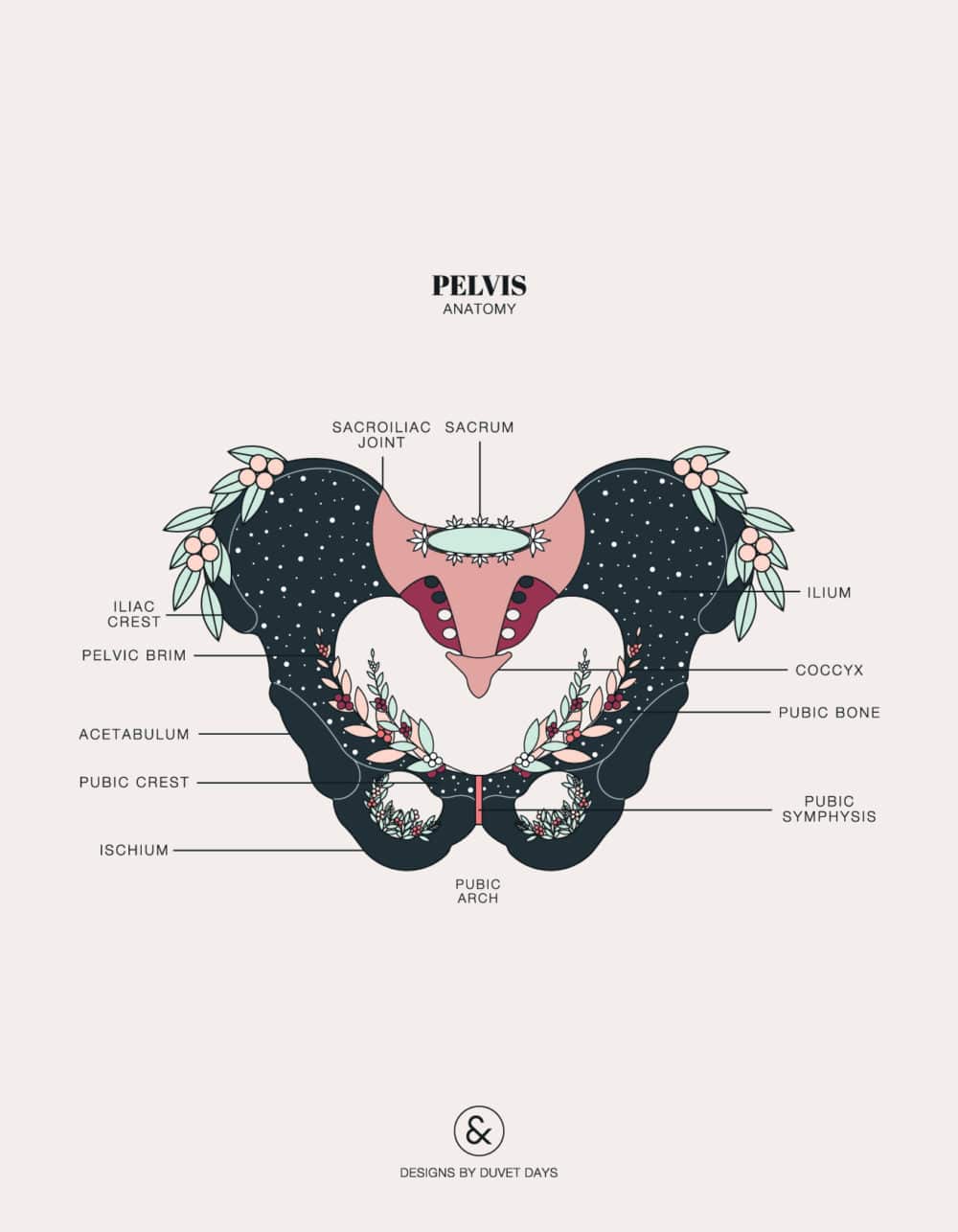 Duvet Days_Anatomy Illustrations_Pelvis