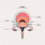 Duvet Days_Anatomy Illustrations_Uterus Growth