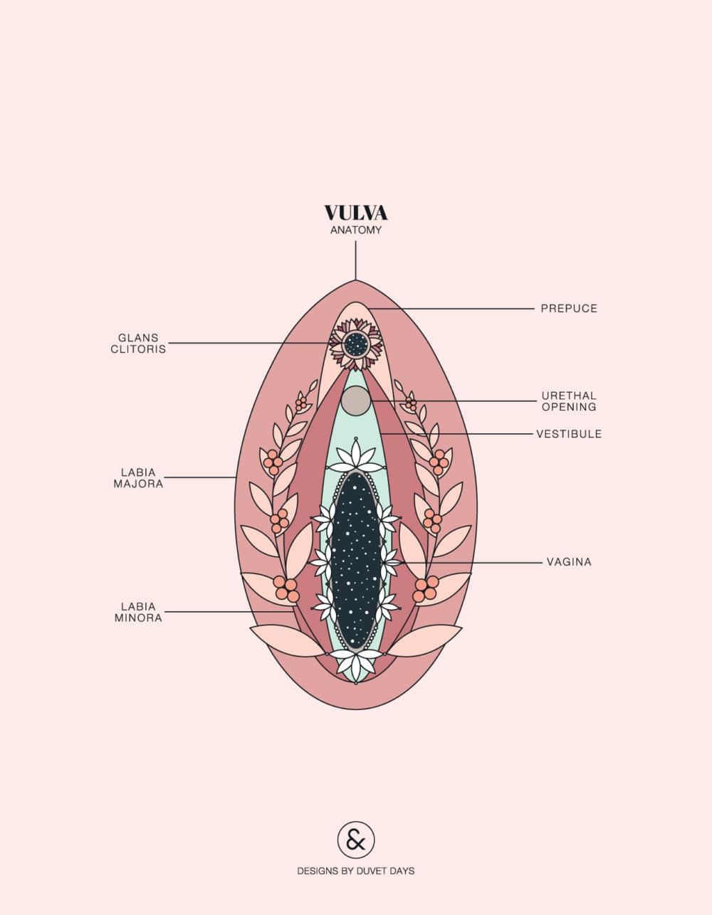 Duvet Days_Anatomy Illustrations_Vulva
