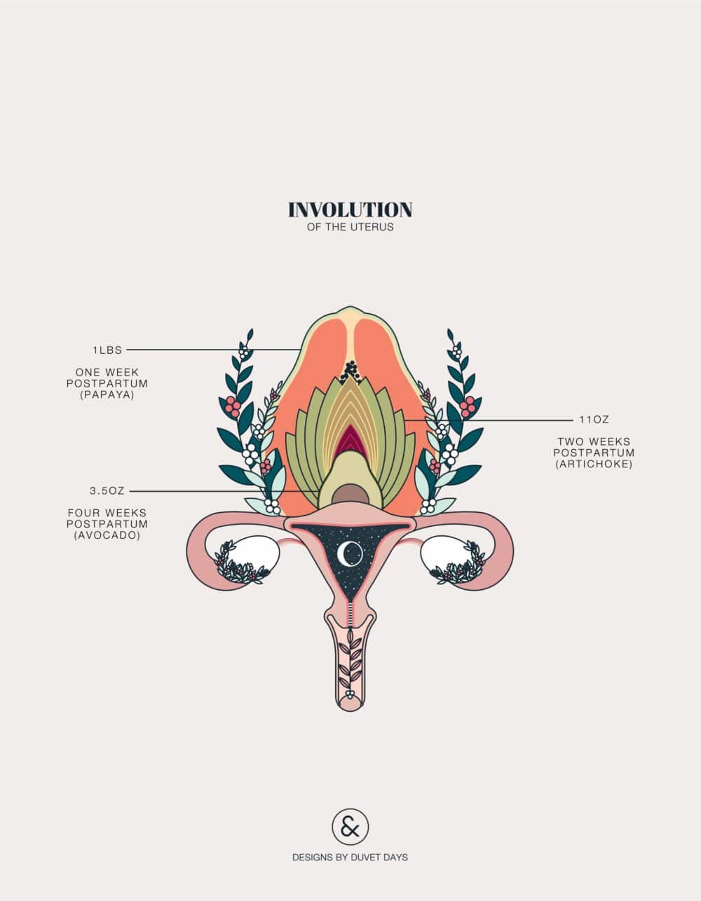 Duvet Days_Anatomy Illustrations_8.5x11_Involution of the Uterus_Preview-01