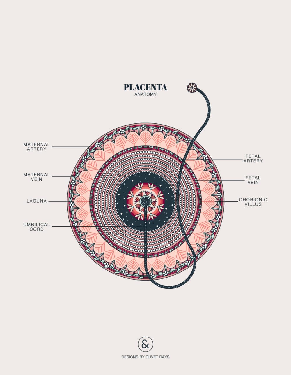 Duvet Days_Anatomy Illustrations_Placenta Anatomy