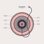 Duvet Days_Anatomy Illustrations_Placenta Anatomy