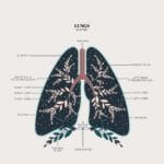 Duvet Days_Anatomy Illustrations_8.5x11_Lungs_Preview-01