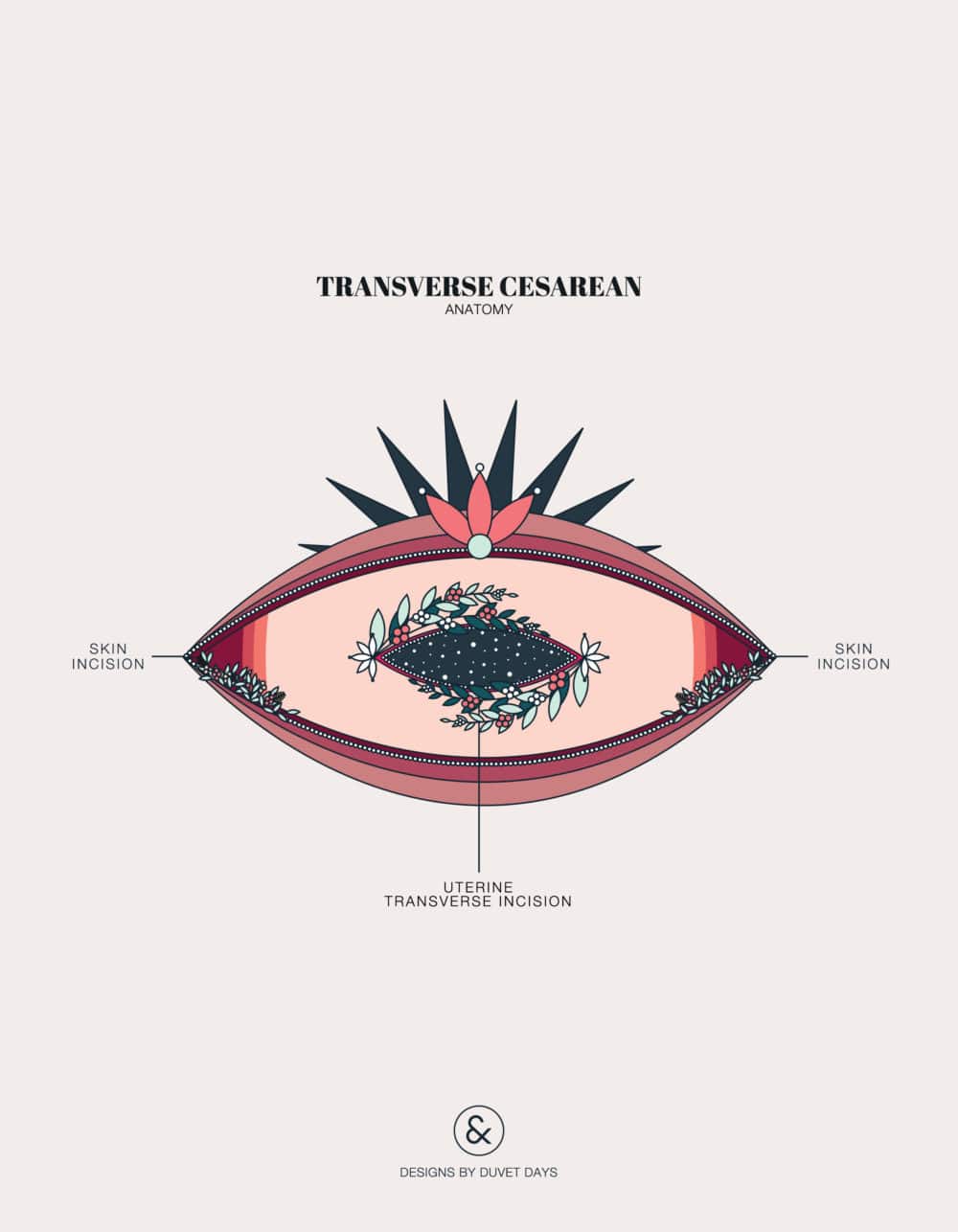 Duvet Days_Anatomy Illustrations_8.5x11_Transverse Cesarean-17