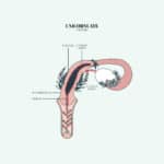 Duvet Days_Anatomy Illustrations_8.5x11_Unicornuate Uterus-21