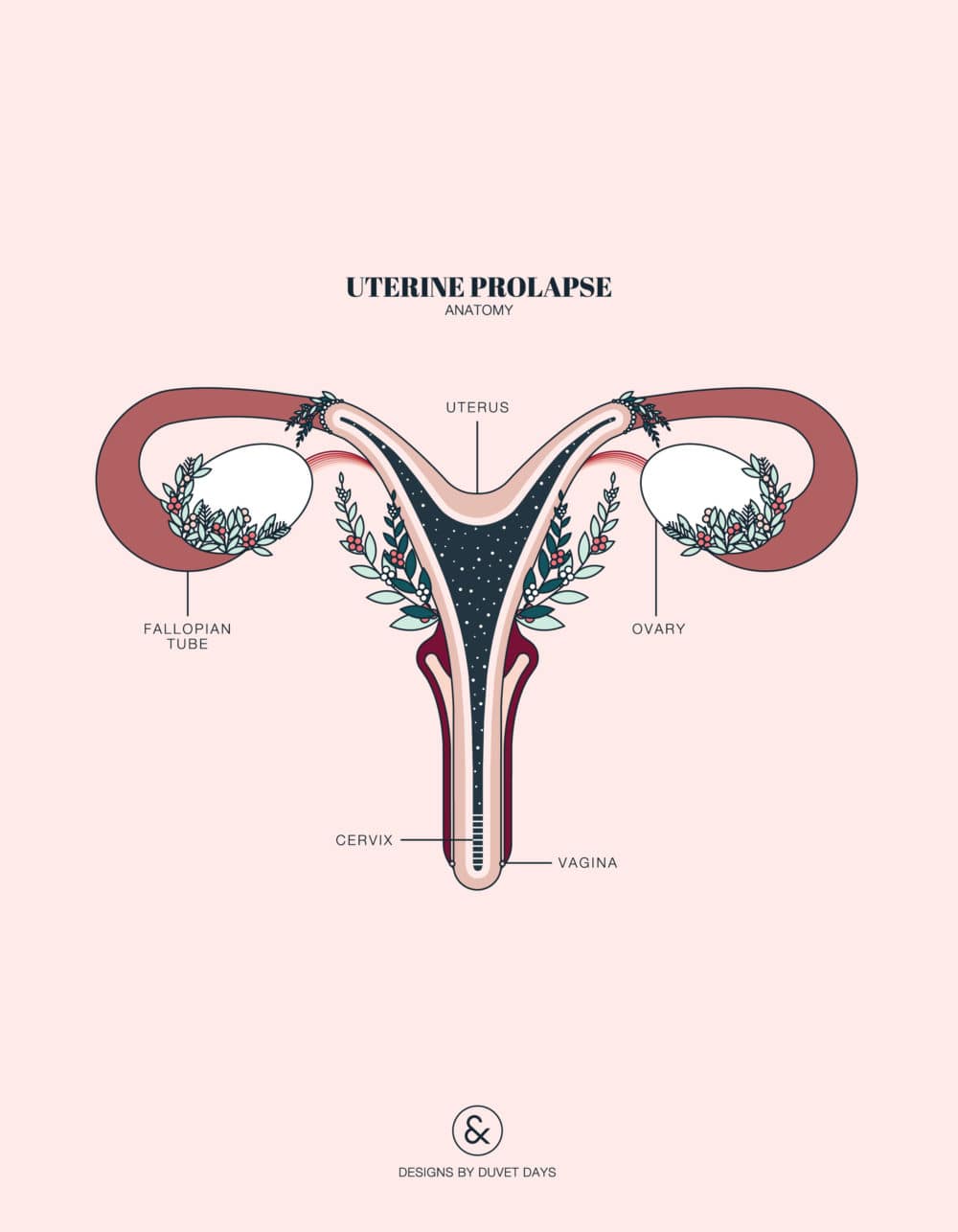 Duvet Days_Anatomy Illustrations_Prolapsed Uterus