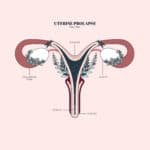 Duvet Days_Anatomy Illustrations_Prolapsed Uterus