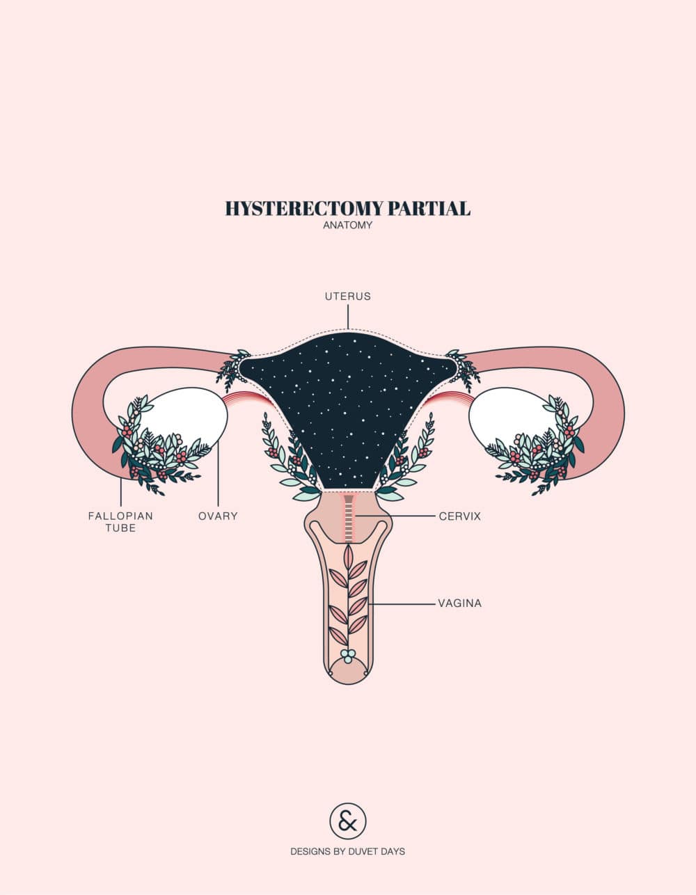 Duvet Days_Anatomy Illustrations_8.5x11_Hysterectomy Partial_Preview