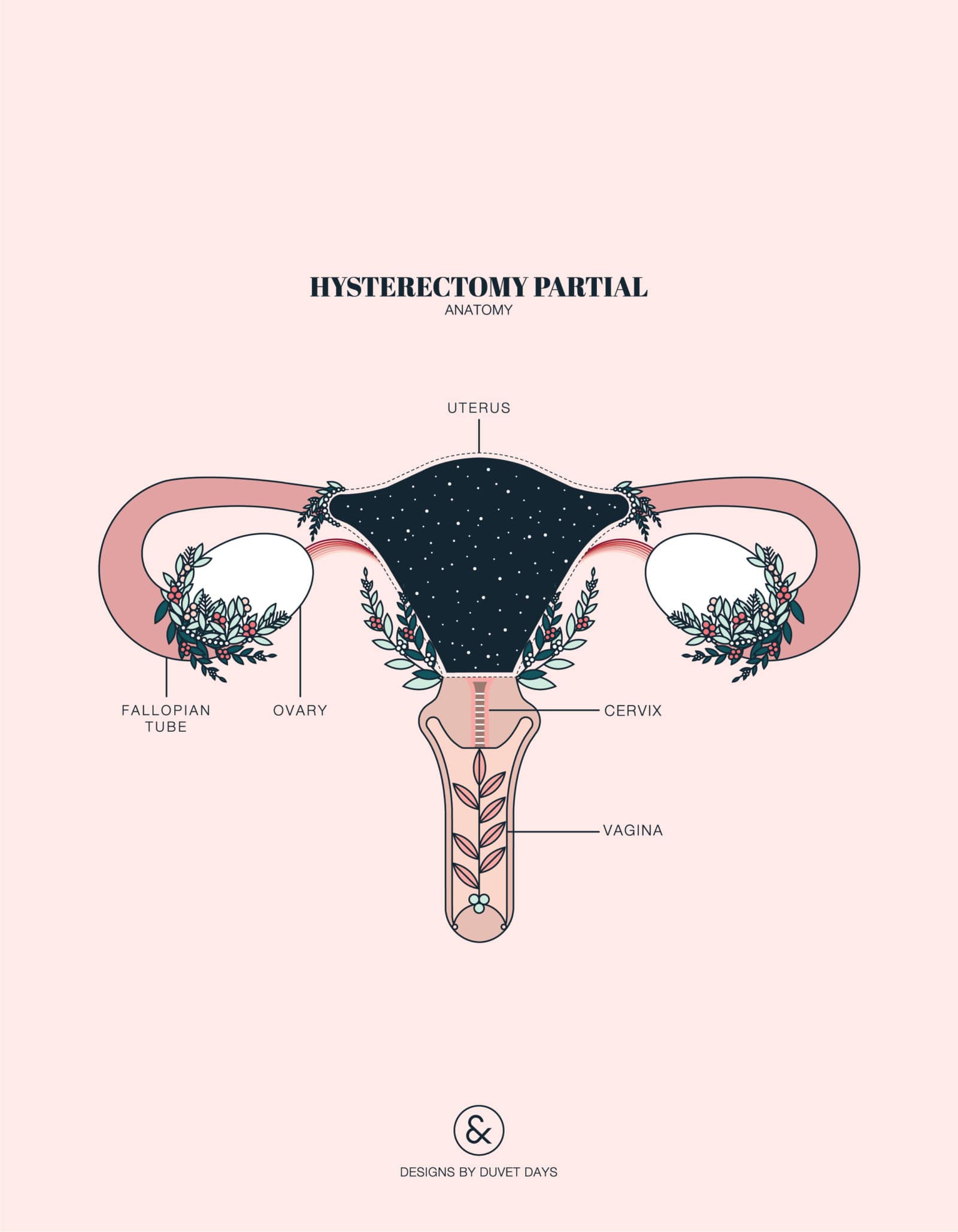 hysterectomy anatomy