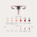 Duvet Days_Anatomy Illustrations_8.5x11_Menstrual Blood_Preview-01