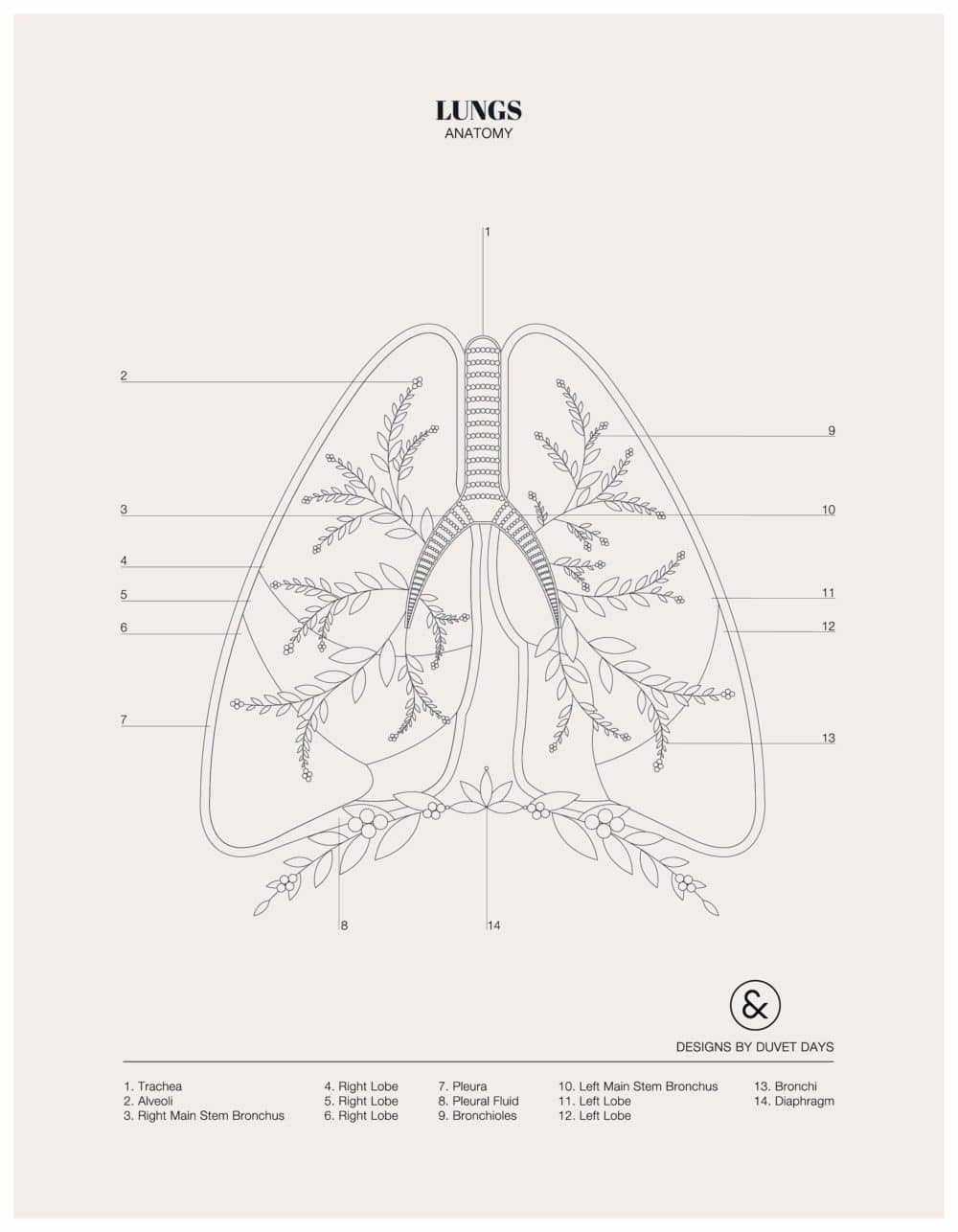 Designs By Duvet Days_8.5x11_Lungs_Colouring Sheet_Preview
