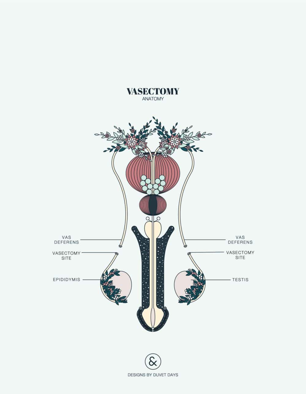 Designs By Duvet Days_Anatomy Illustrations_8.5x11_Vasectomy Anatomy_Preview