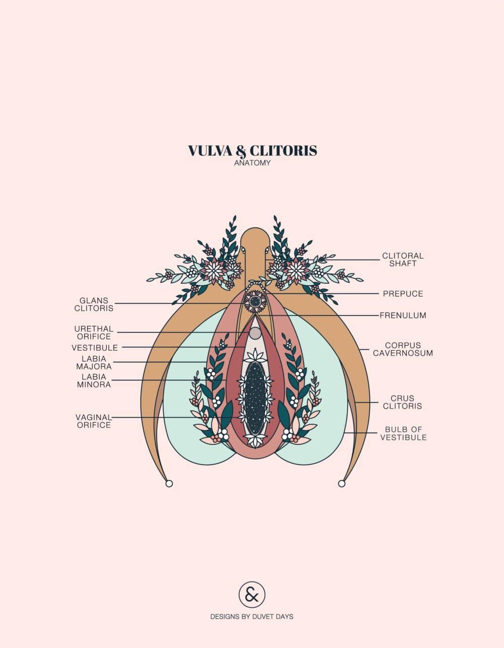 Duvet Days_Anatomy Illustrations_8.5x11_Vulva & Clitoris_Preview-01