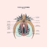 Duvet Days_Anatomy Illustrations_8.5x11_Vulva & Clitoris_Preview-01